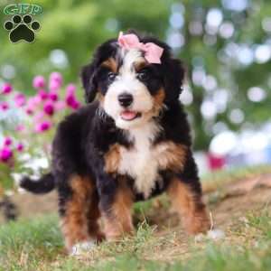 Maggie May, Mini Bernedoodle Puppy